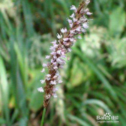 拳参的养殖方法和注意事项