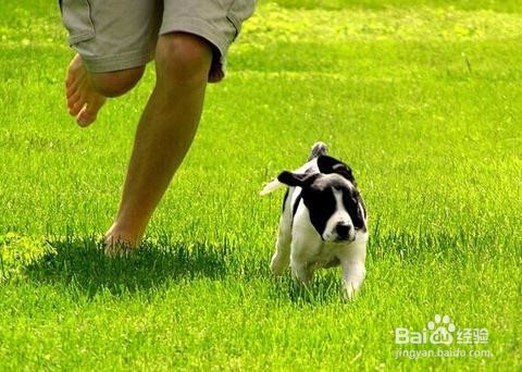 如何训练小狗听话?