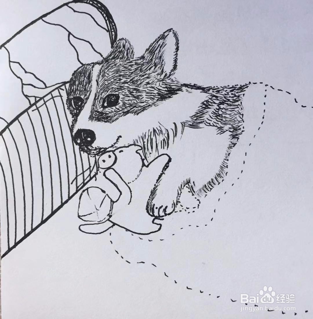 茉莉手绘之萌宠柯基