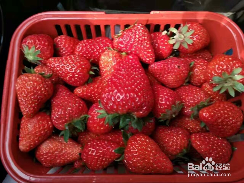 草莓脯烘干机的效果好吗草莓干烘干机使用技巧