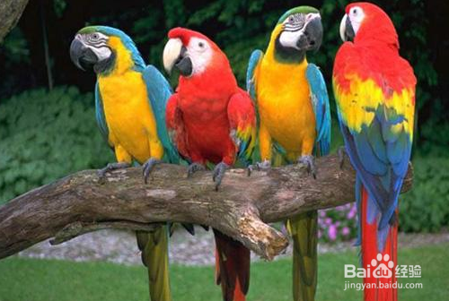 Mathematica的图像处理基础