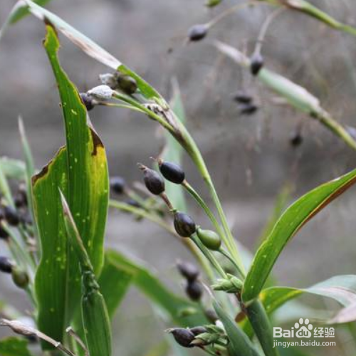 薏苡的养殖方法和养殖技巧