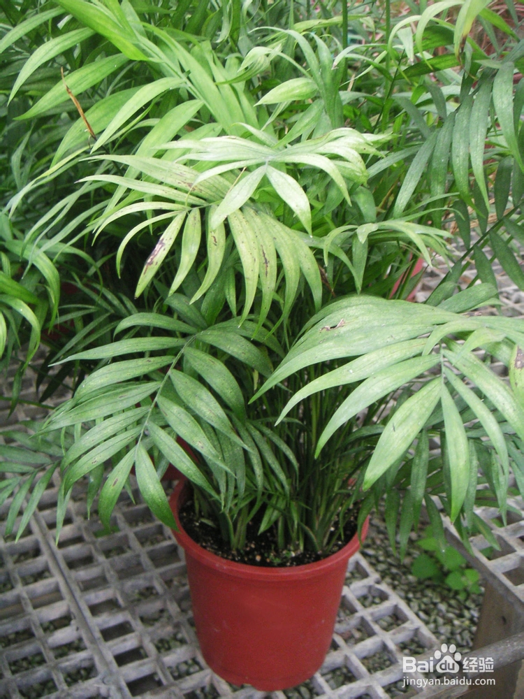 治疗乳腺纤维瘤吃什么好“找”回健康乳房