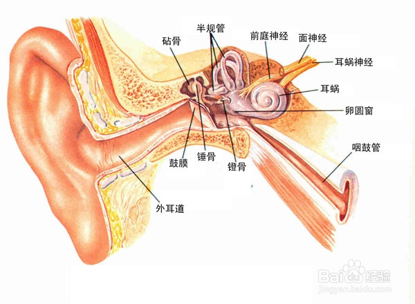 中耳炎有什么症状 百度经验