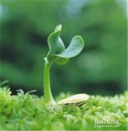 云南文山三七粉价格,点击查看近期行情