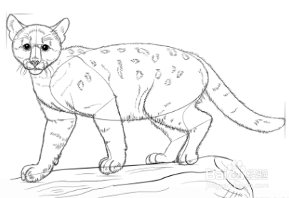 如何画美洲狮宝宝
