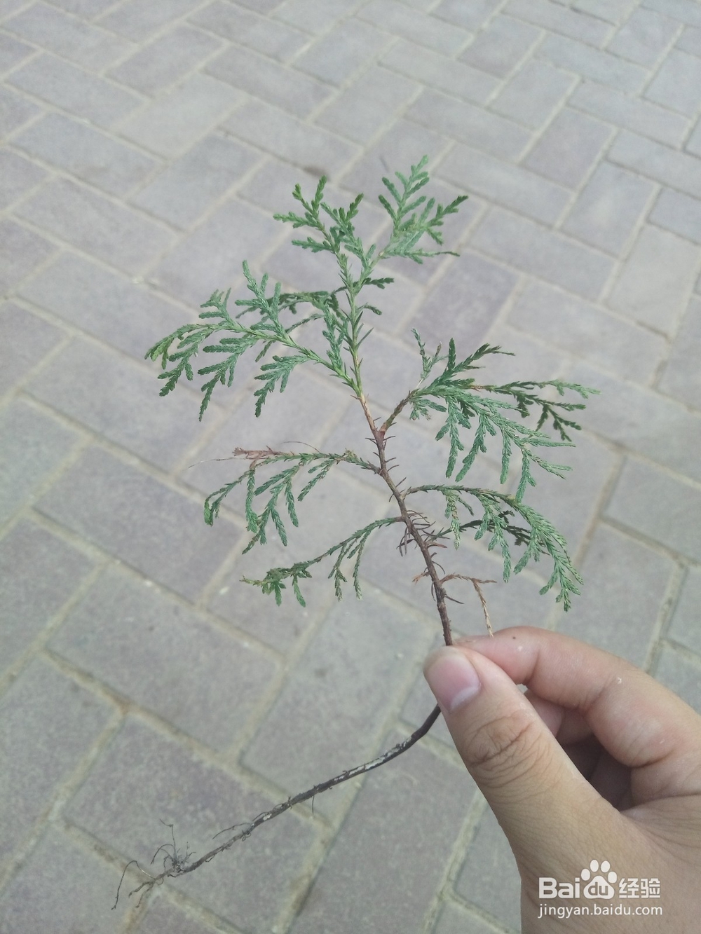 怎么制作松树标本