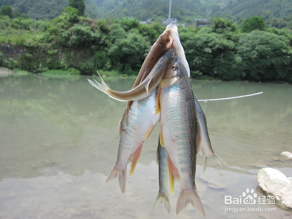 怎样捕捉刁子鱼又怎样用它来烧烤?