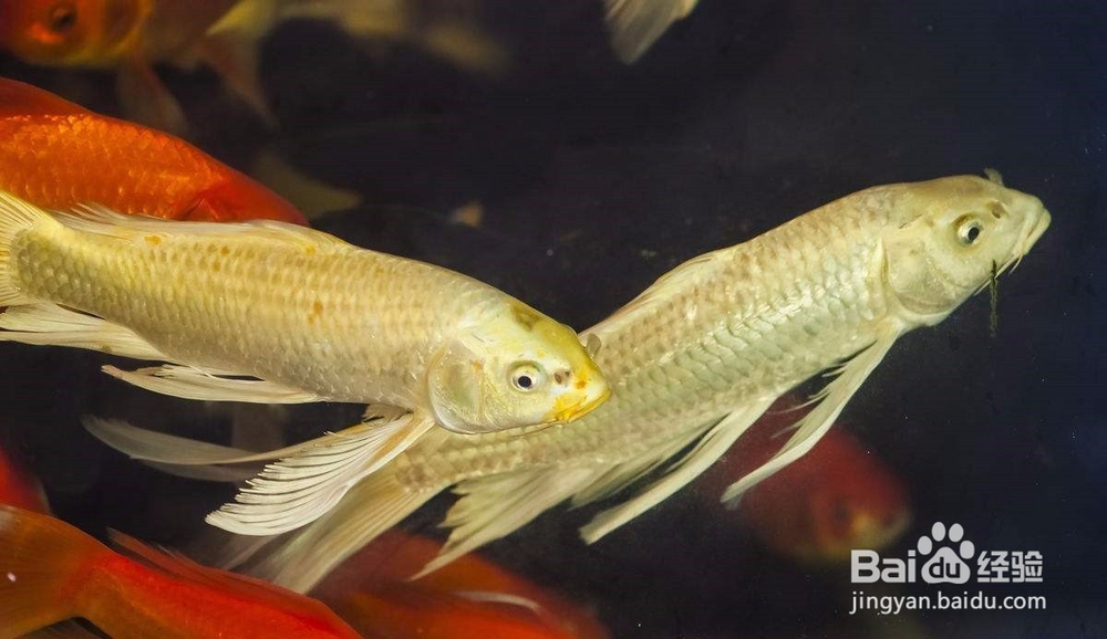 如何防治鱼鲺病