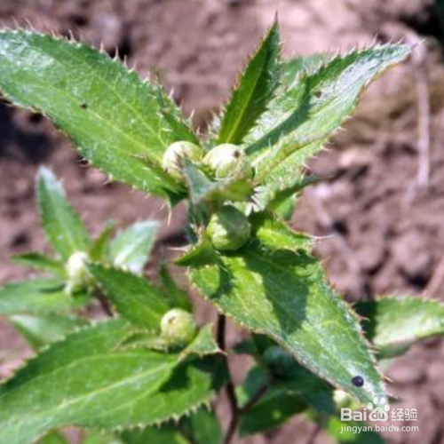 苍术的培育方法和注意事项