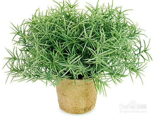 养哪些盆花养更有利于健康