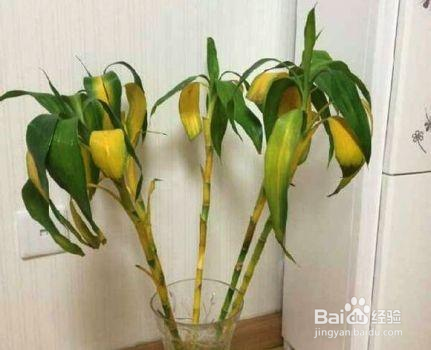 水养富贵竹养几根禁忌