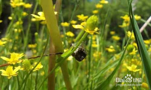 每天喝一杯既能消炎又能清热解毒