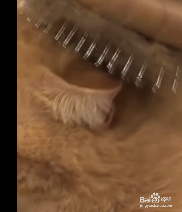 如何预防毛球症