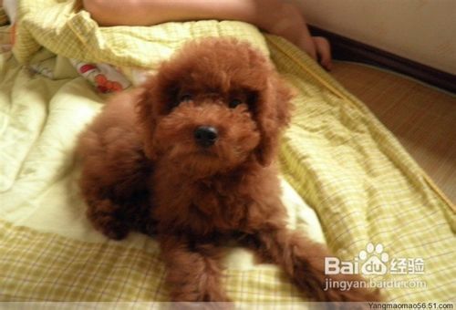 日常中贵宾狗狗声响训练初期培养方法