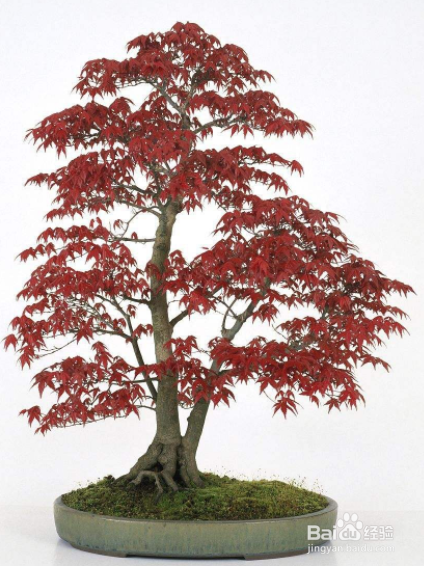 <b>如何制作日本枫树盆景树</b>
