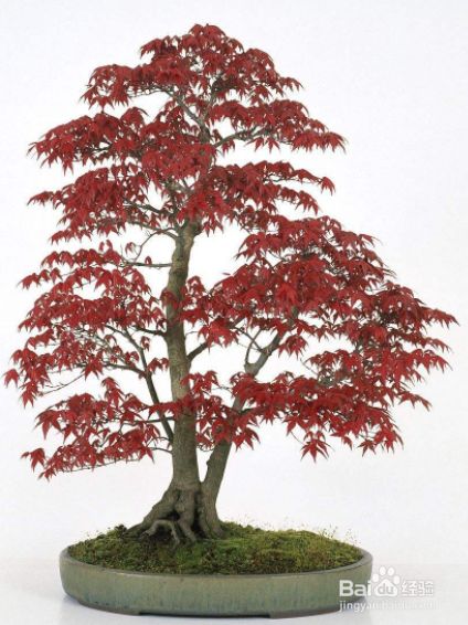 如何制作日本枫树盆景树 百度经验