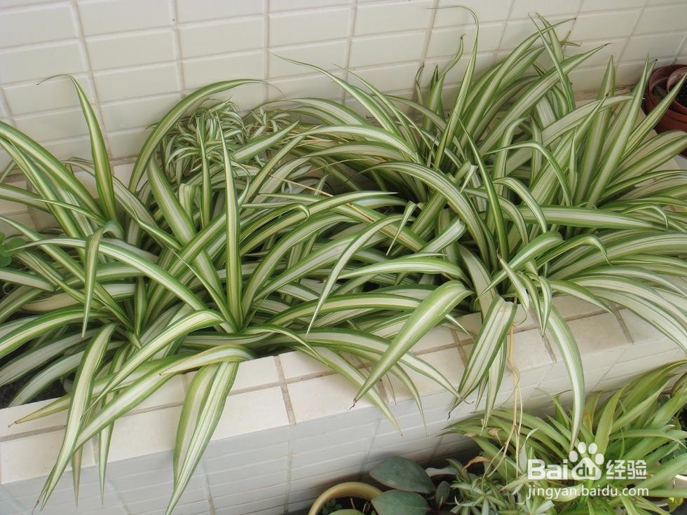 生活贴士,新房除甲醛五步曲