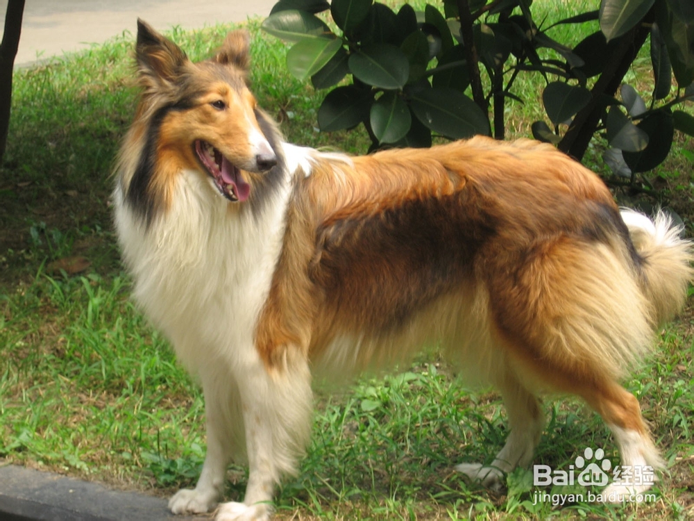 怎样护理苏格兰牧羊犬眼睛