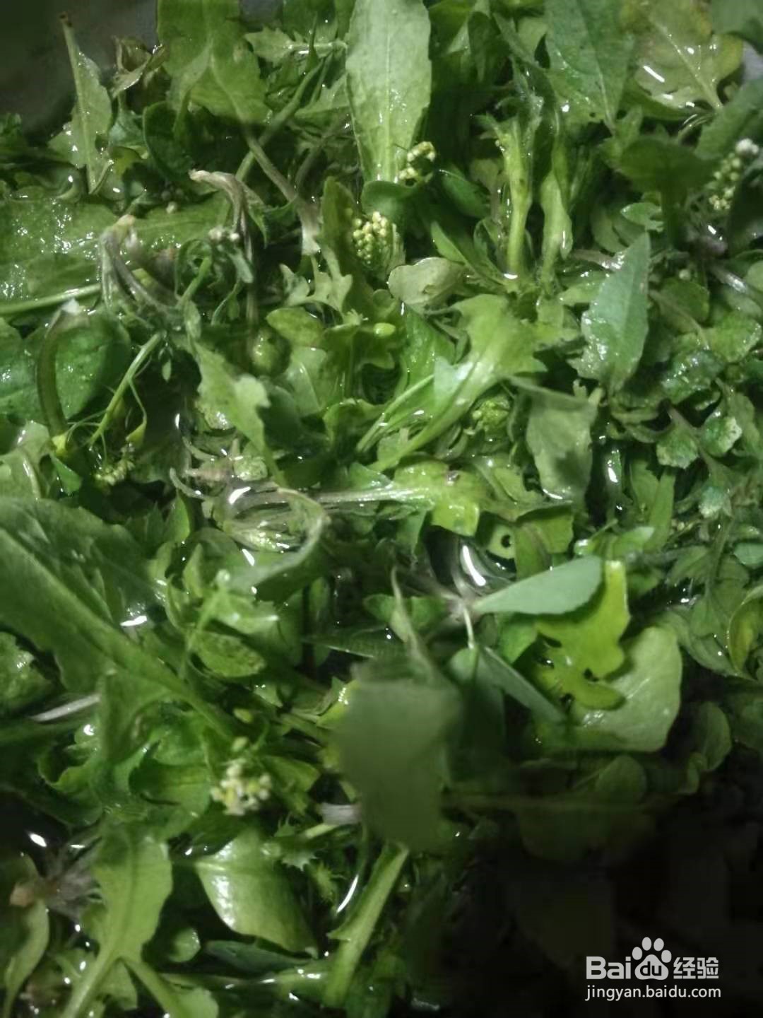 好吃有营养的荠菜馄饨