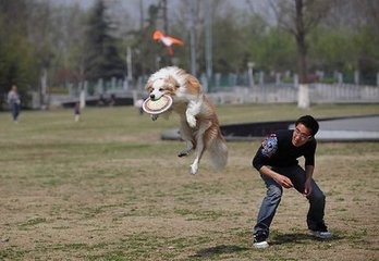 养汪达人是怎样炼成的怎么让自己成为养汪能手