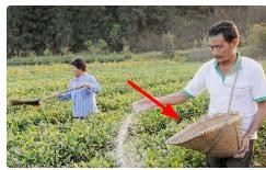 麒麟花的养殖方法和注意事项