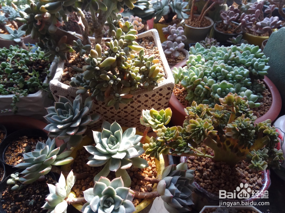 多肉里面长新芽怎么办