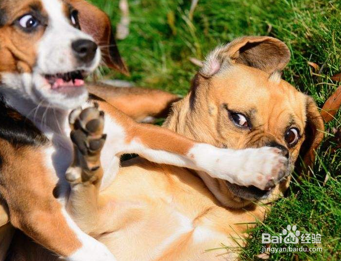 饲养宠物的注意事项以及如何照顾你的宠物