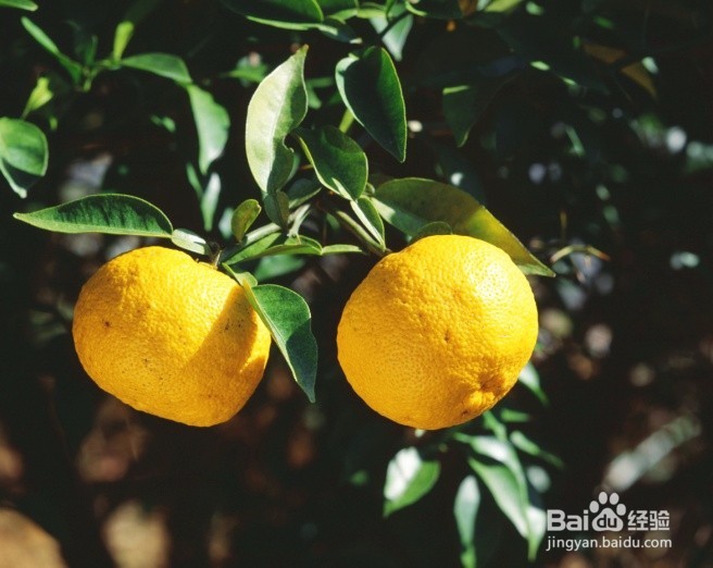 如何预防脾虚型黄褐斑