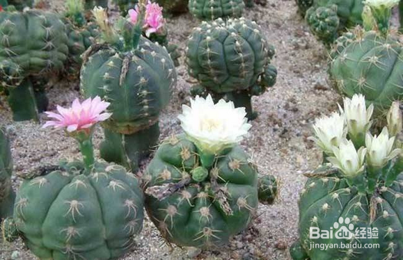 种植绯花玉仙人球的注意事项有哪些?