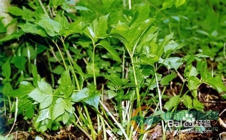 野菜可以随便吃吗