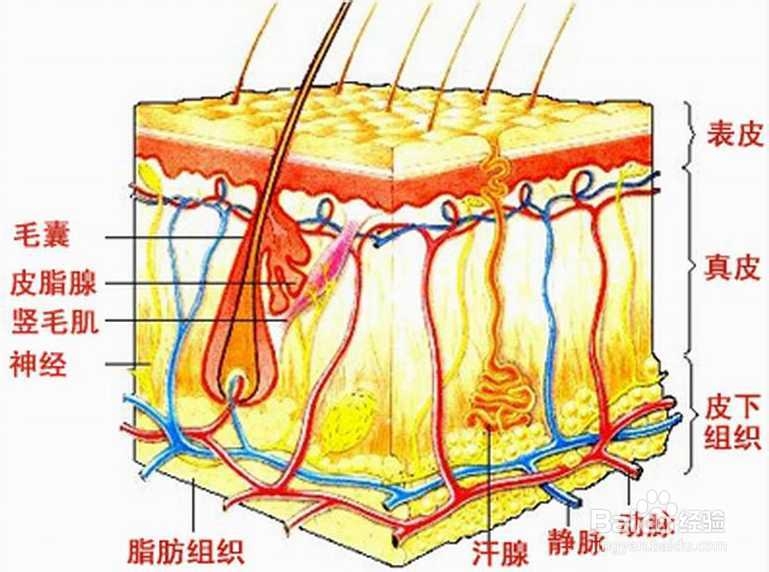 青少年青春痘的原因