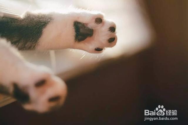 揭秘为何不能碰猫咪的肉垫！