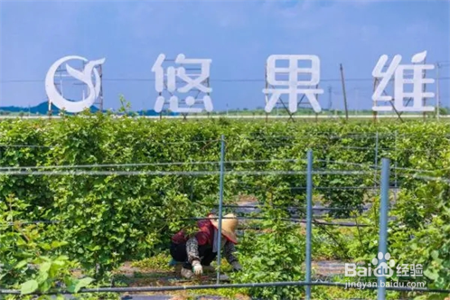 打造优质生活的健康饮品悠果维怎么样