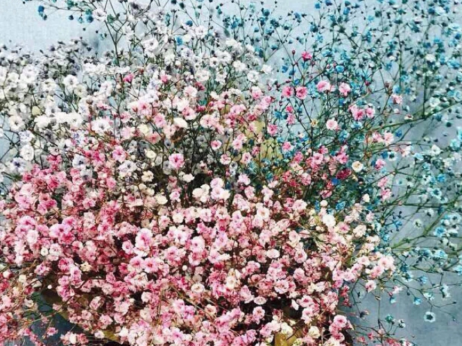 满天星的花语唯美句子有哪些
