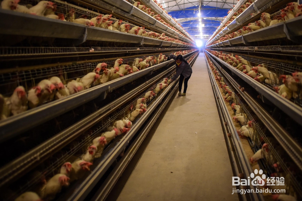 活性生长激素对动物生长的作用