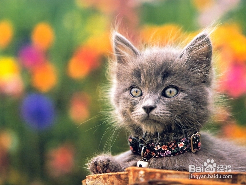 幼猫需要什么营养，对猫粮有什么特殊的营养需求