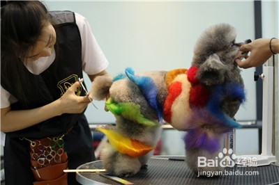 要如何选择宠物美容学校