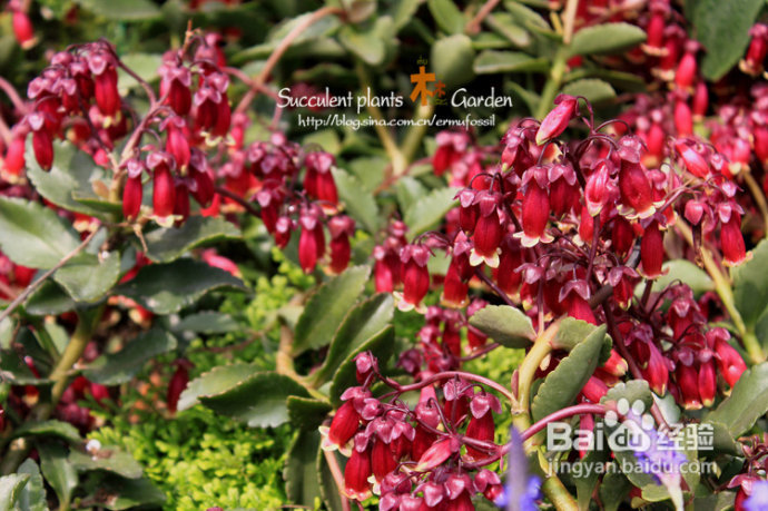 上海植物园（上）