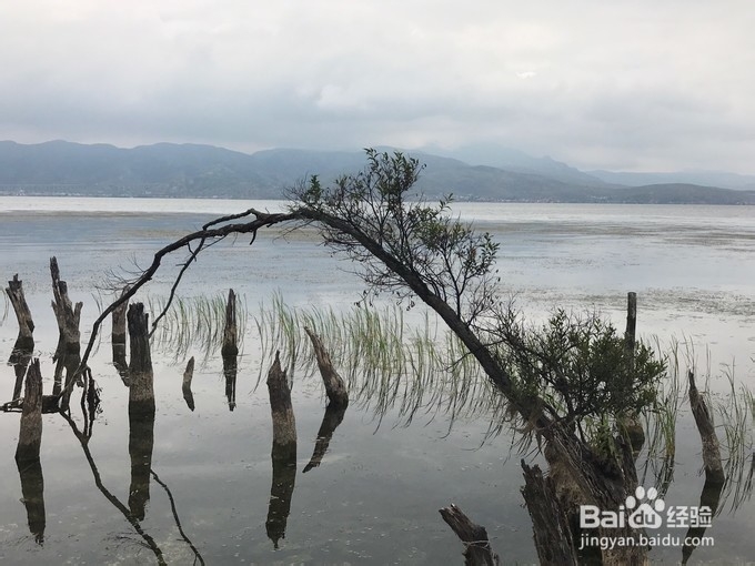 海舌头怎么做好吃