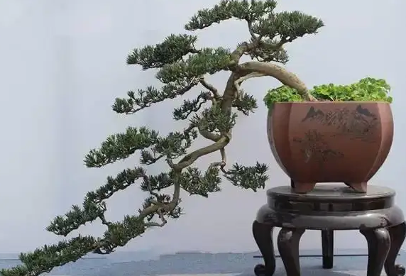 盆景艺术五大流派是什么