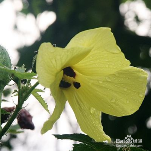 黄葵的养殖方法和注意事项