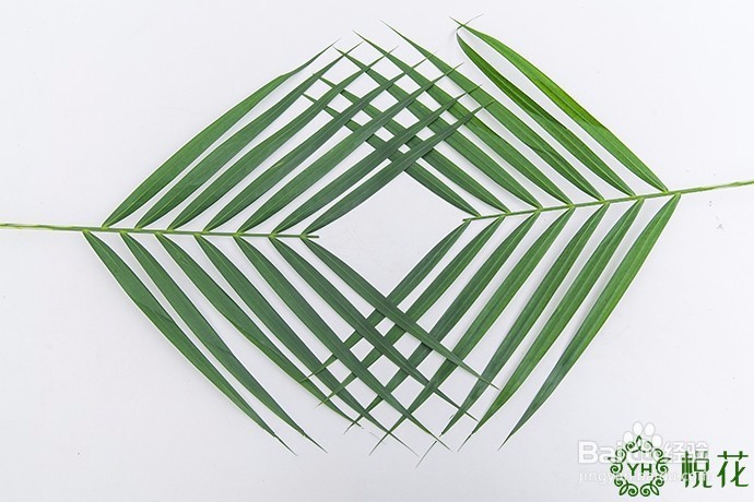 插花入门，散尾葵的5种创意修剪方式