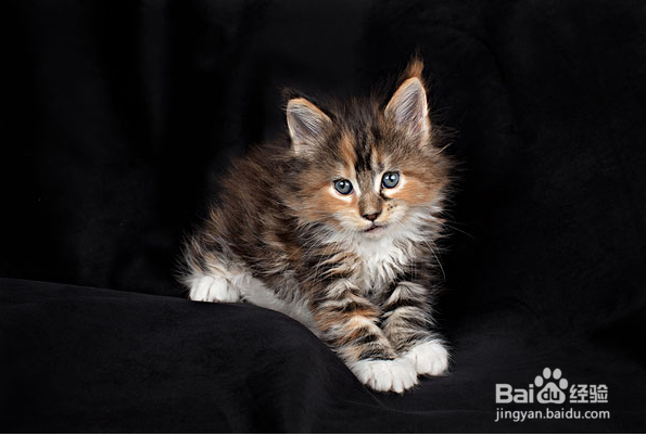 缅因猫拉肚子的原因及处理办法