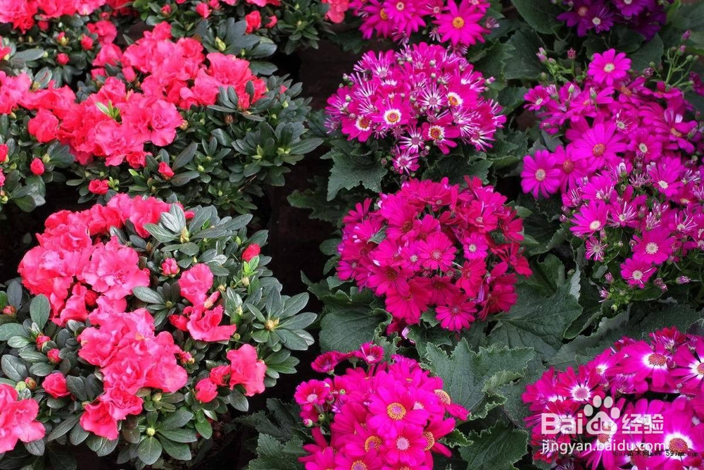 对于一个园艺小白来说，究竟该种什么花才好