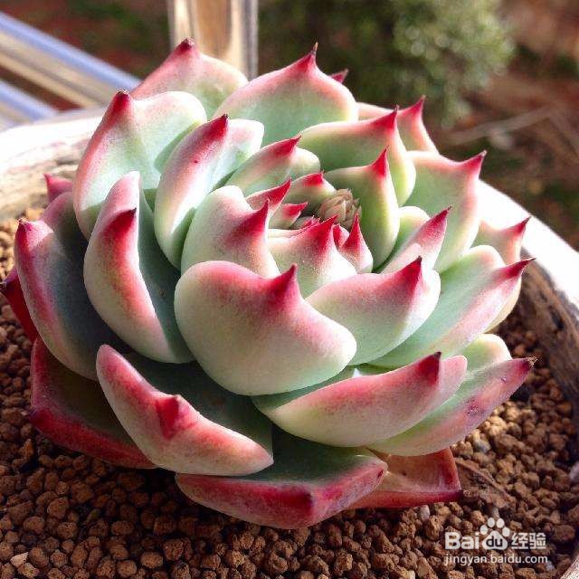 适合新手养的是多肉植物有哪些