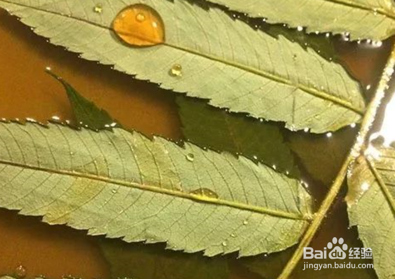 植物转印染方法