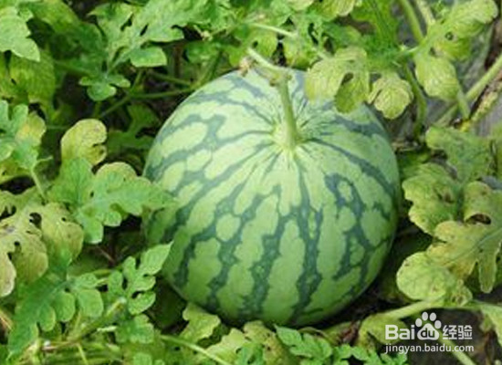 什么样的西瓜最好吃