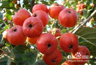 胃不好的人日常饮食怎么吃