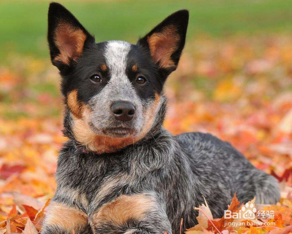 怎么了解澳大利亚牧牛犬